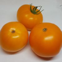 Doctor Wyche's Yellow